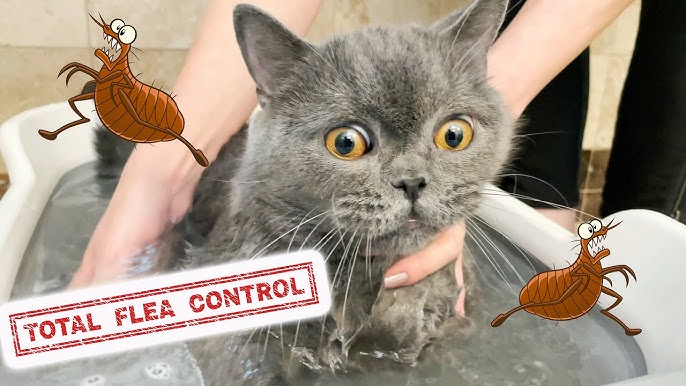 Flea control for cats