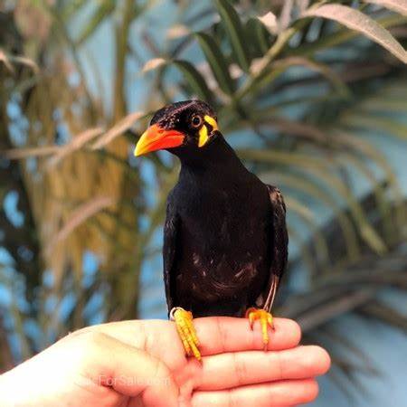 greater indian hill mynah for sale