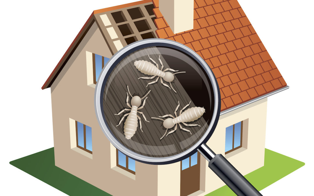 Expert Termite Inspection Services for Total Protection