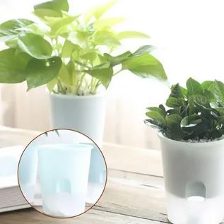 Three distinct plants in white cups, showcasing a variety of shapes and colors, arranged aesthetically on a surface.