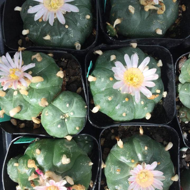 Peyote Cactus: Nature’s Sacred Plant