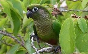 Cheeked Conure and Caique Bird: A Comprehensive Guide