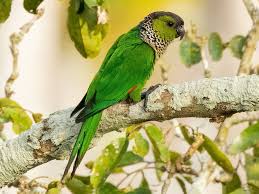 The Charming Black Cap Conure: A Comprehensive Guide to Care and Companionship