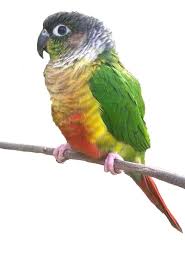 The Cheeked Conure and Caique Bird: An In-Depth Look