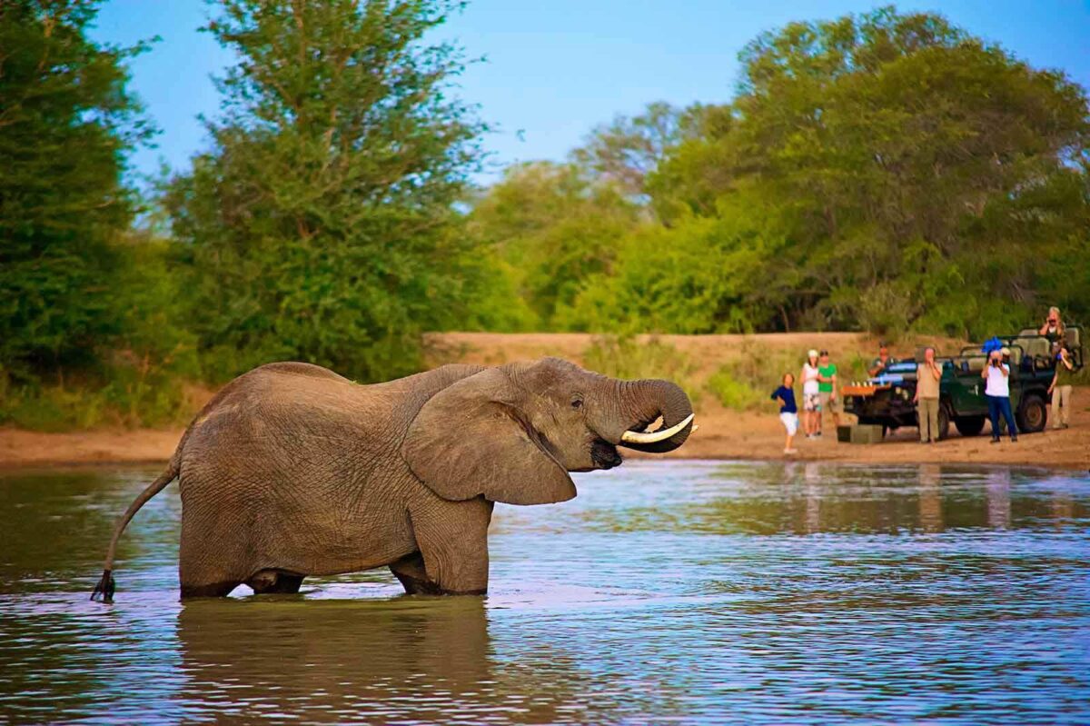 Timbavati safari lodges