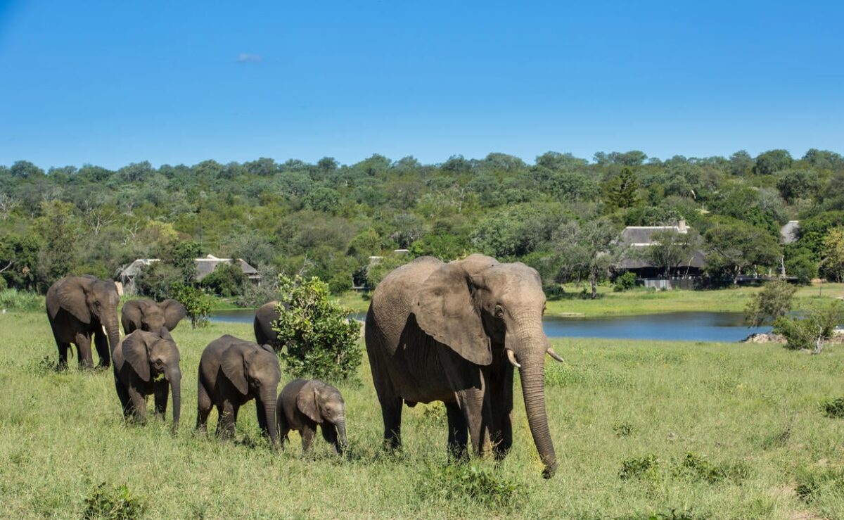 Sabi sands game reserve