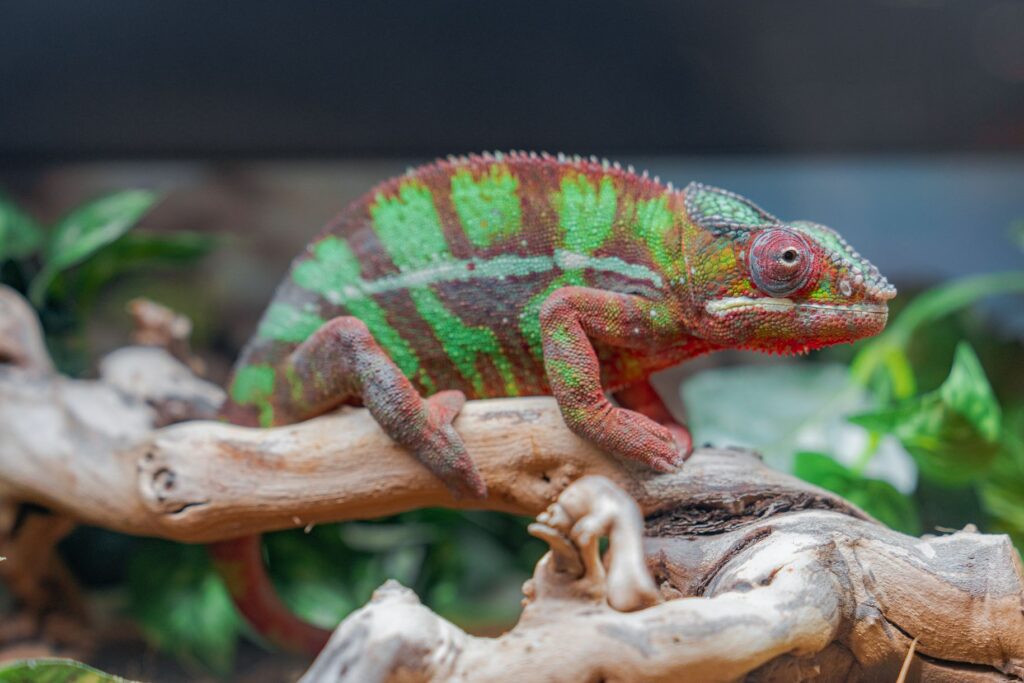 The Ultimate Reptile Store Guide: What to Look for in a Reputable Reptile Supplier