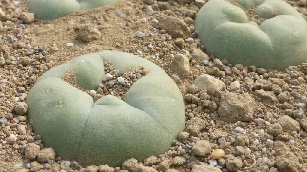 Mescaline and Peyote: A Brief History and Modern Uses