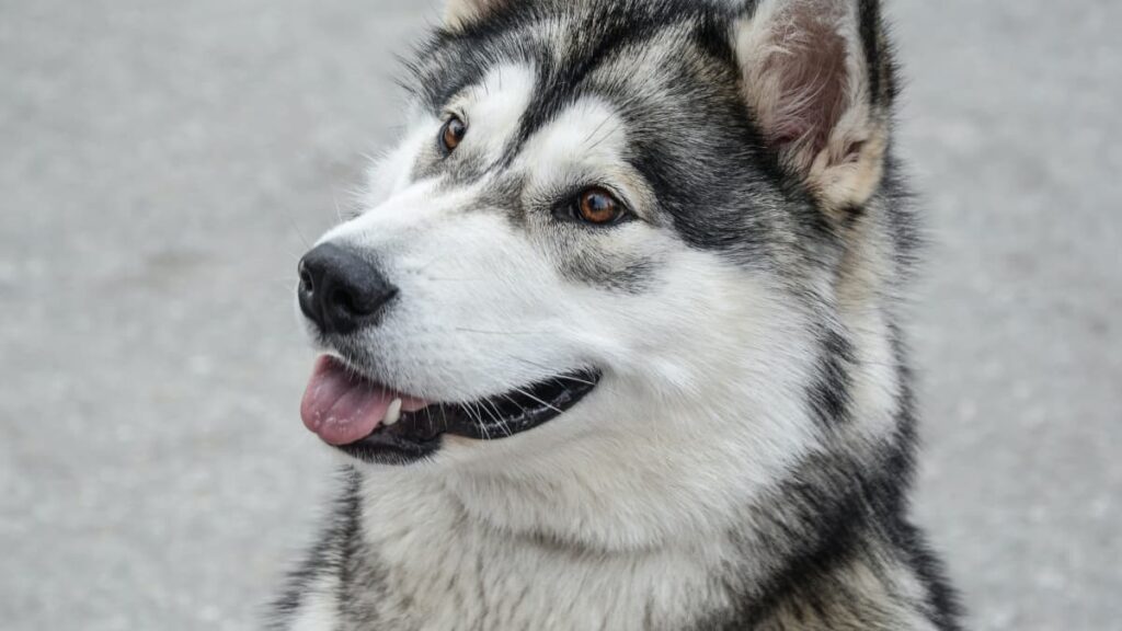 Alaskan Malamute