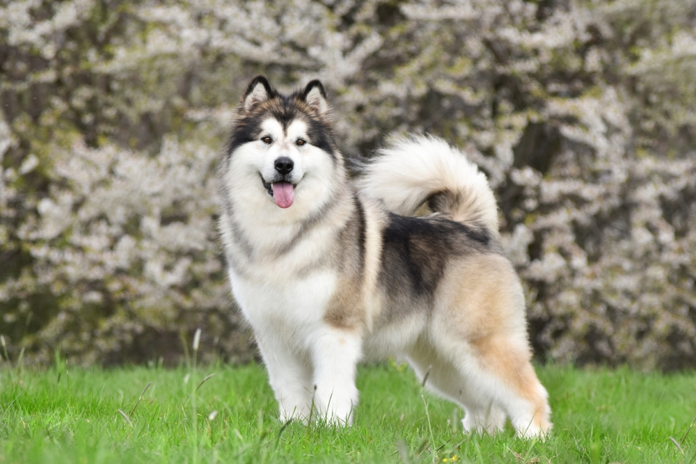 Alaskan Malamute