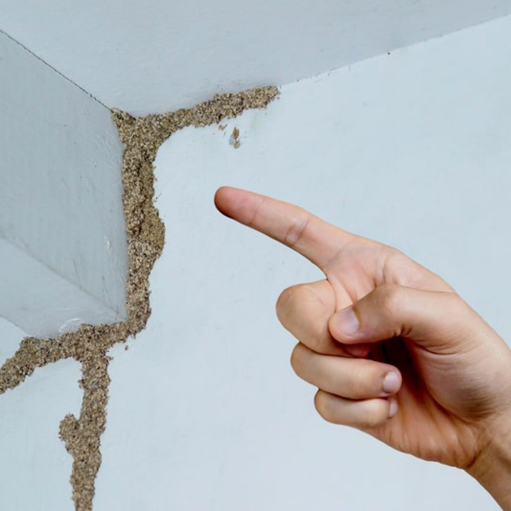 Uncover the Hidden Threat The Importance of Termite Inspections